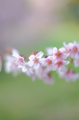 花かんむり