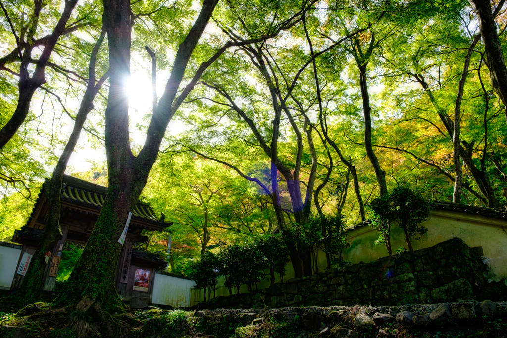 牛滝山大威徳寺
