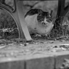 見つめあう