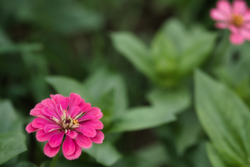 花飾り