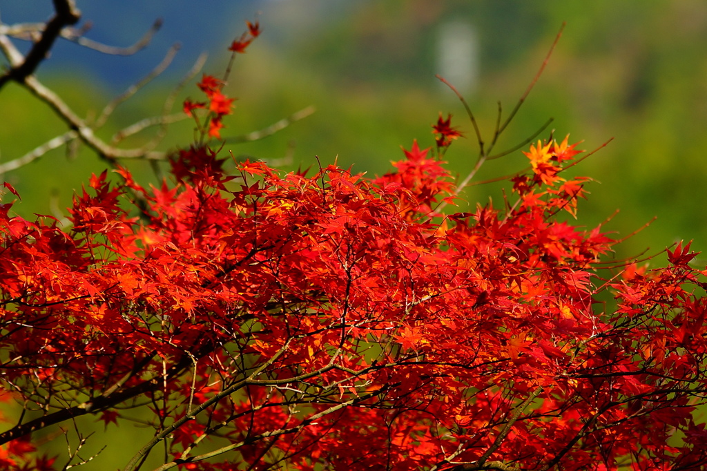 この赤さに魅せられて