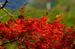 この赤さに魅せられて