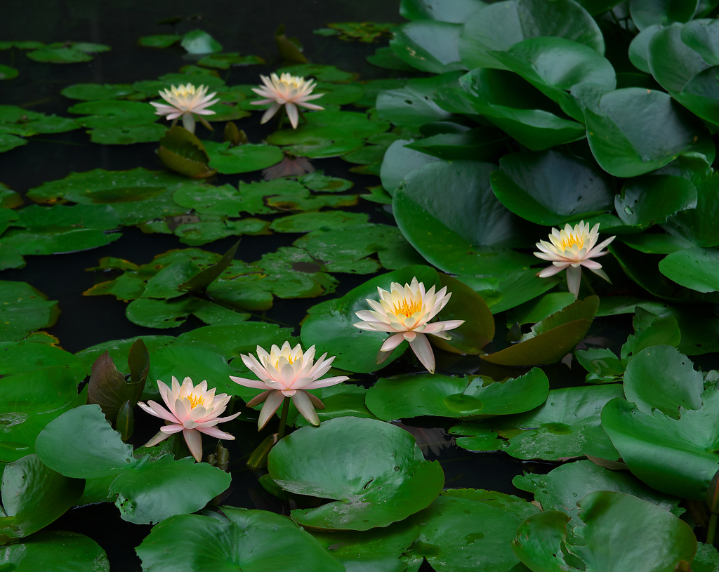 4対2