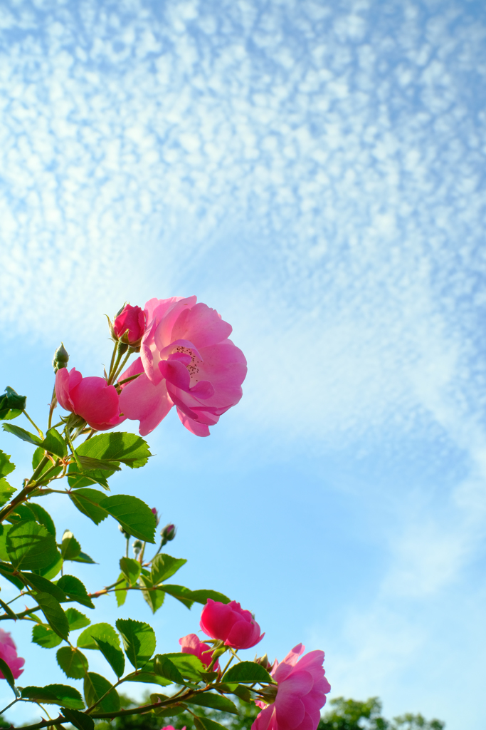 薔薇と空 