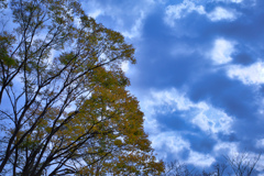 雲の方へ