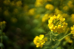 慌てる菜の花