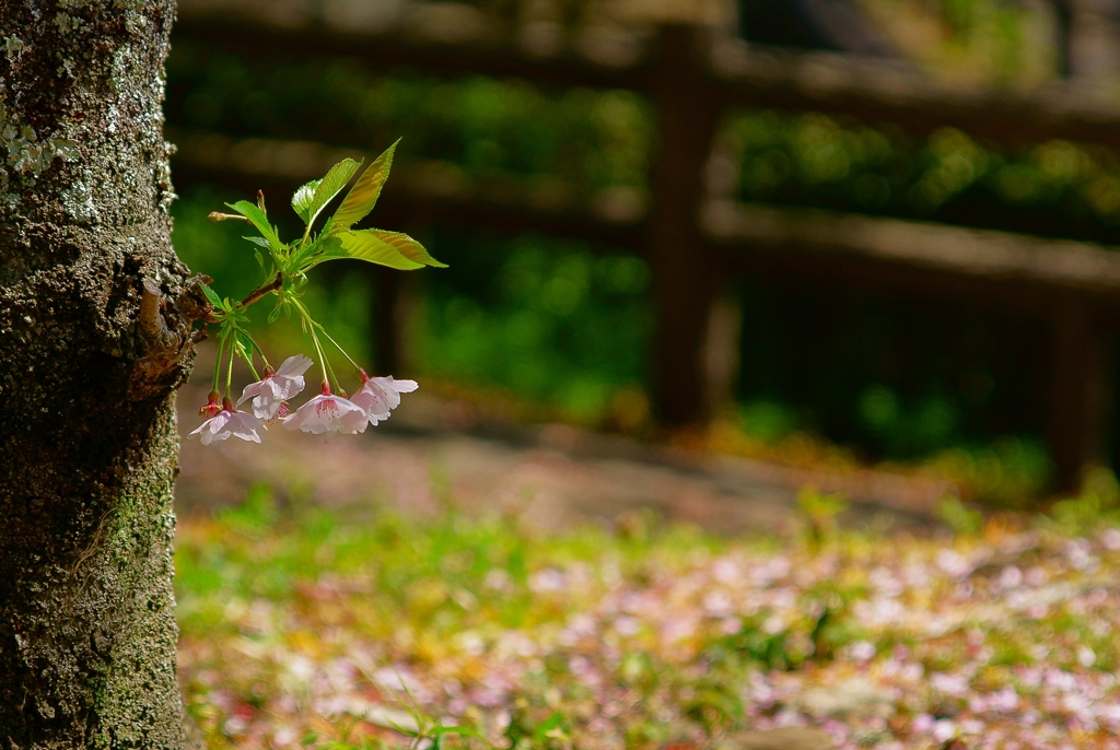 小さなおじぎ。
