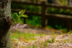 小さなおじぎ。