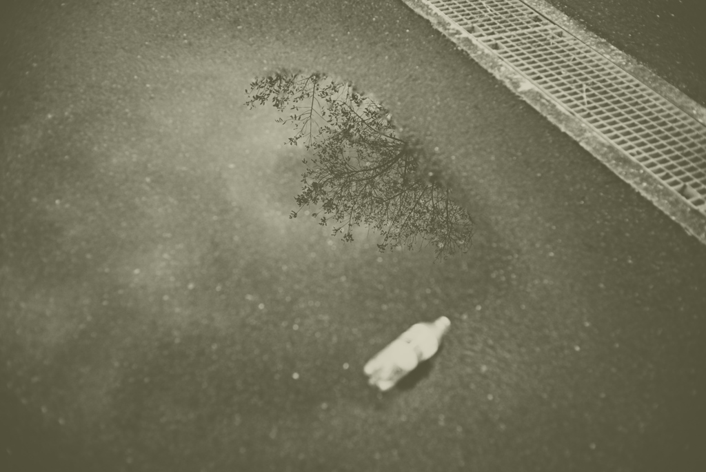 水たまりの中の木