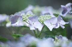 限りなく白くはない？