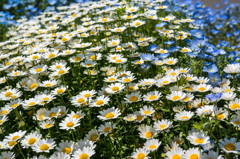 いっぱい咲いてます