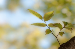 枯れ果てるまで。