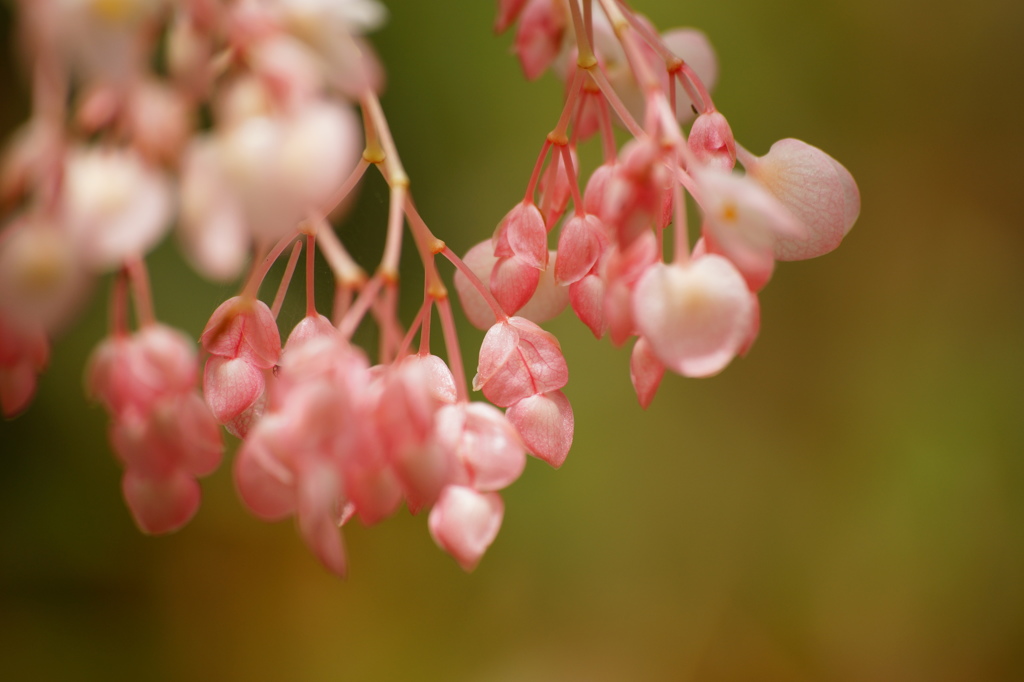 ほんのり染まっています。