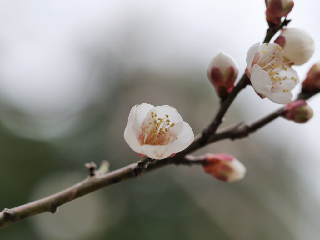 花かんざし