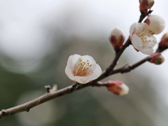 花かんざし