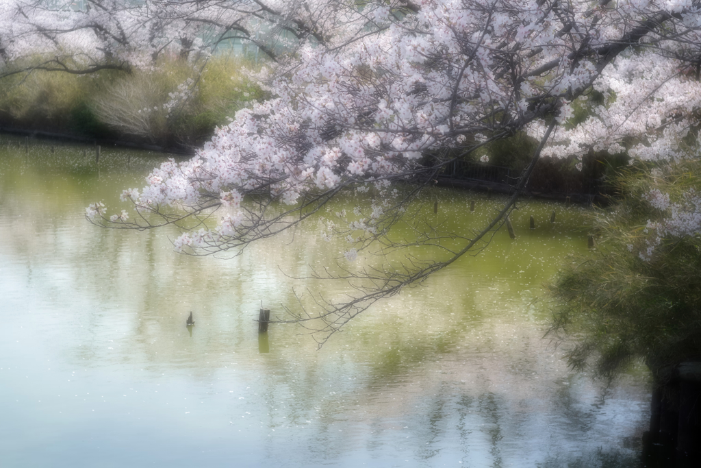 花見（ソフトフォーカス）