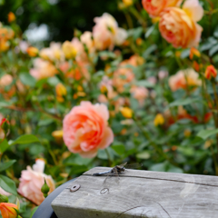 薔薇の香りに誘われて