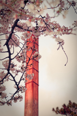 煙突と桜