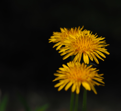 打ち上げ花火