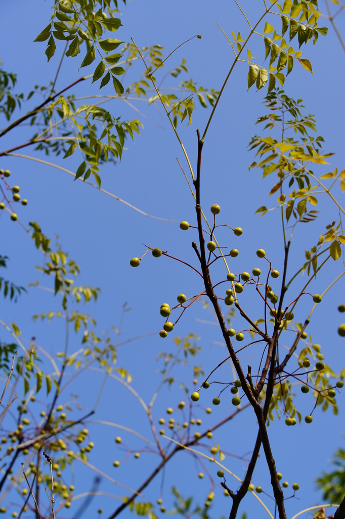 たま・たまです。