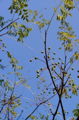 たま・たまです。