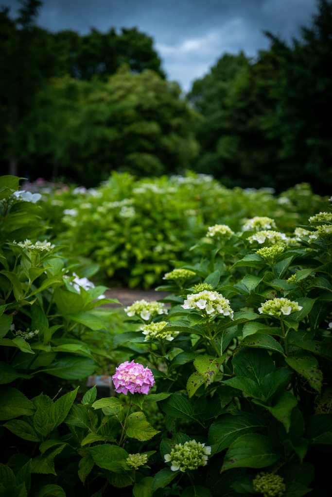 紫陽花