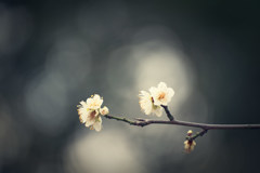 今日も梅