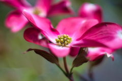 ドレスひるがえして