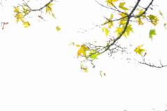 白の世界で秋を感じて・・・