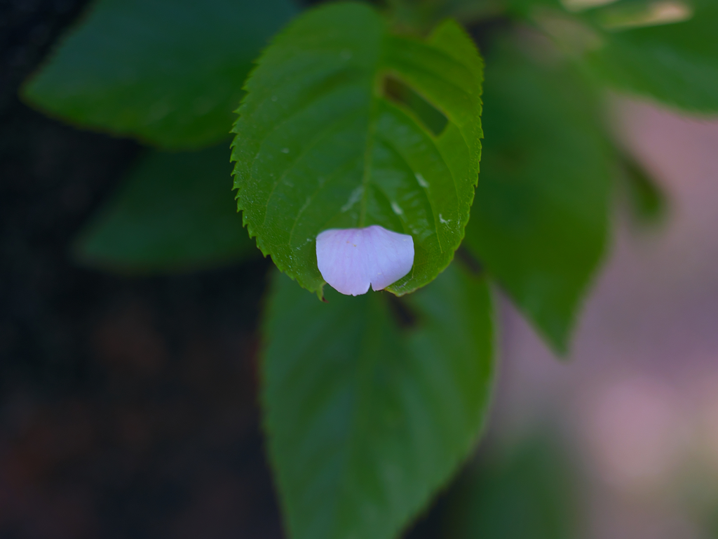 あげる