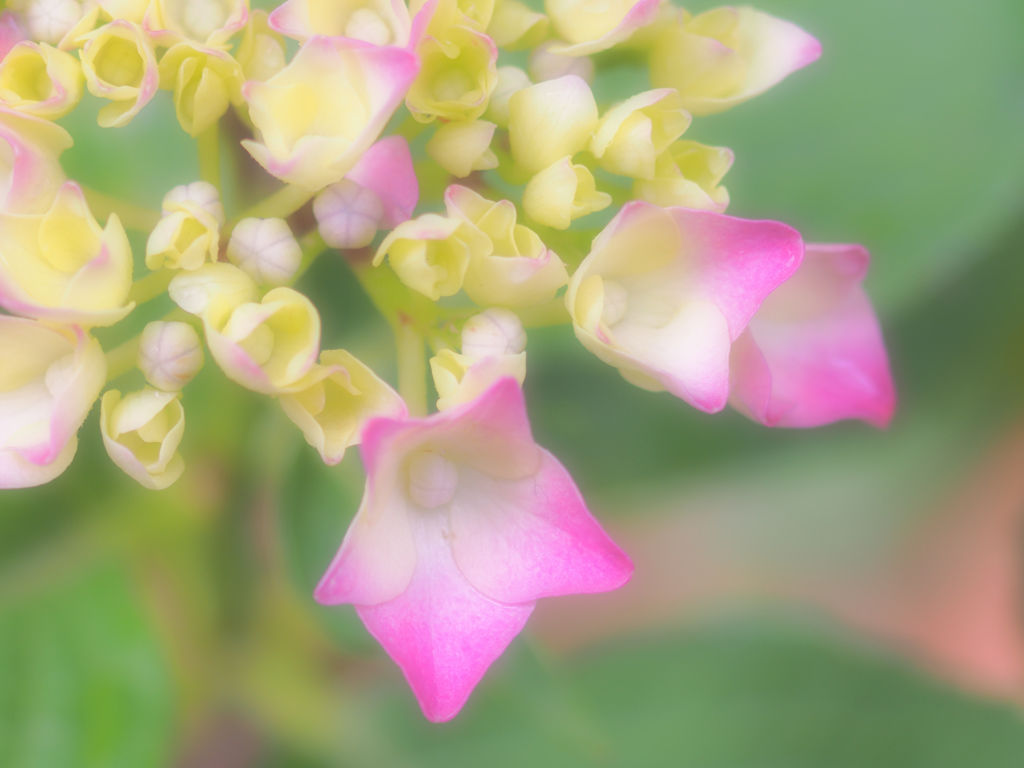 おしゃべりに花が咲くよ～