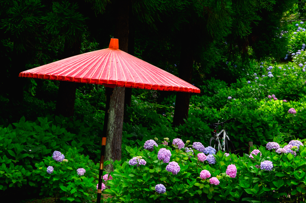 和傘と紫陽花またまた自転車