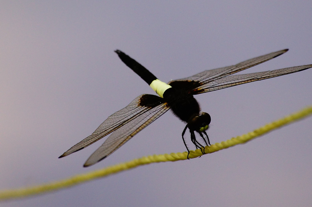 綱渡りで逆立ち！よっつ名人！