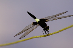 綱渡りで逆立ち！よっつ名人！