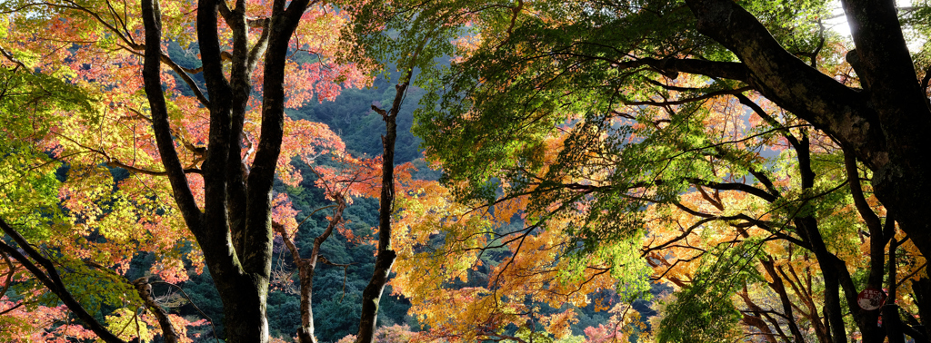 紅葉