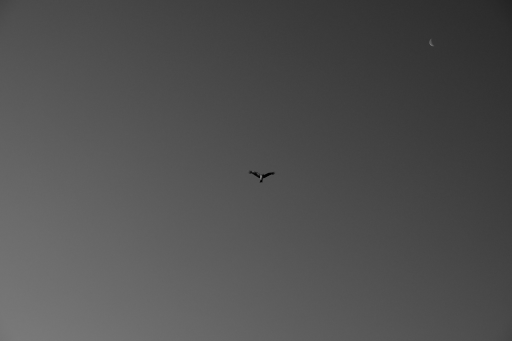 月と鳥