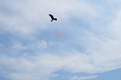 空、トンビ、人