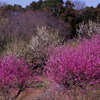 里山の早春