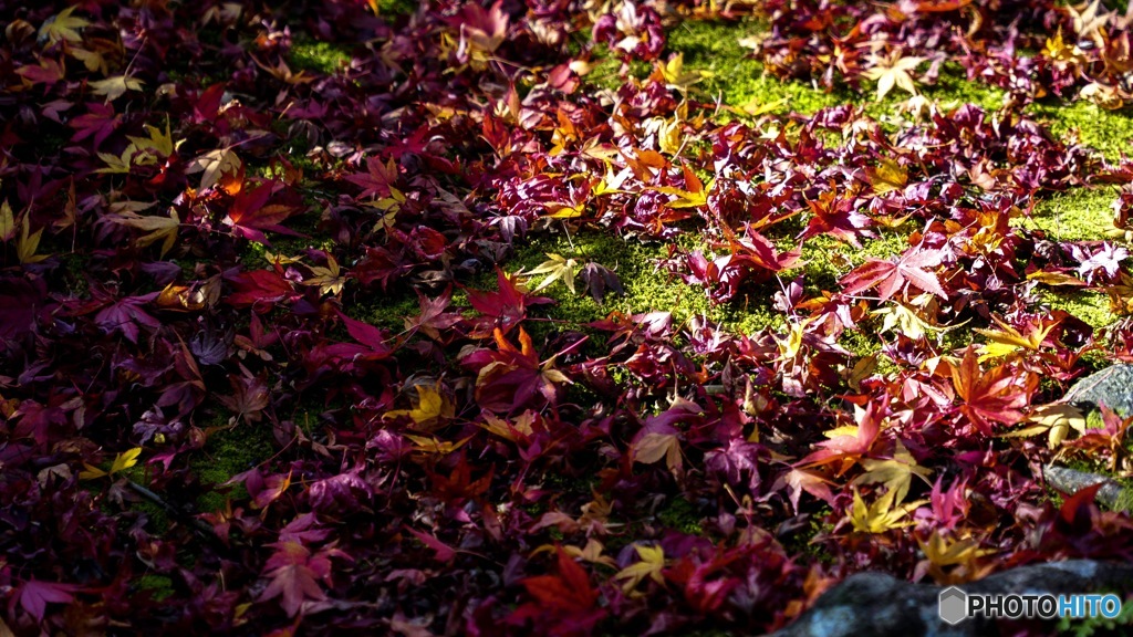 京都紅葉観光行ってきた