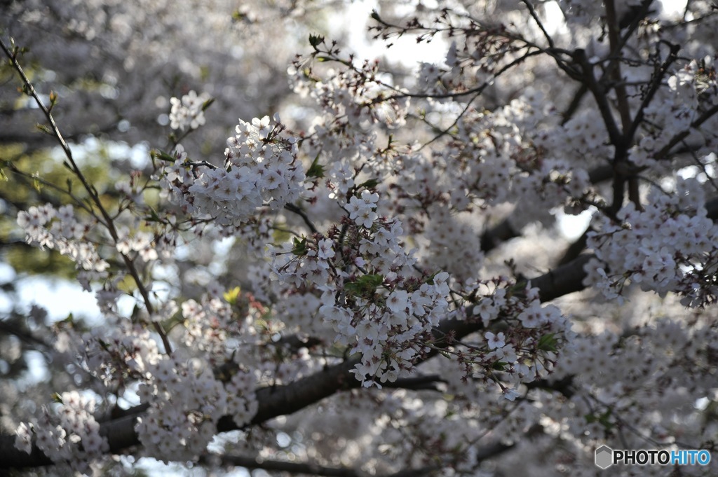 お花見行ってきた