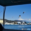 清水港行ってきた