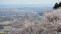 お花見してきた