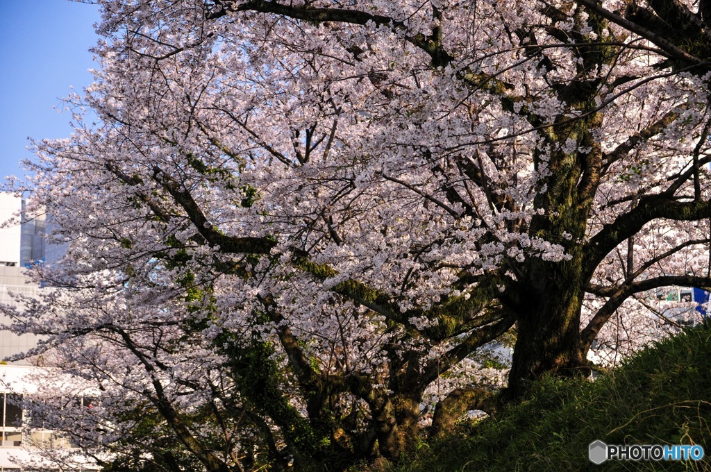 お花見行ってきた