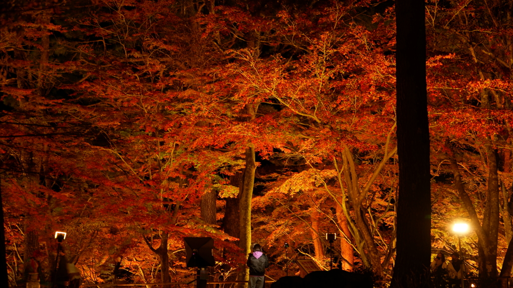 紅葉観光してきた
