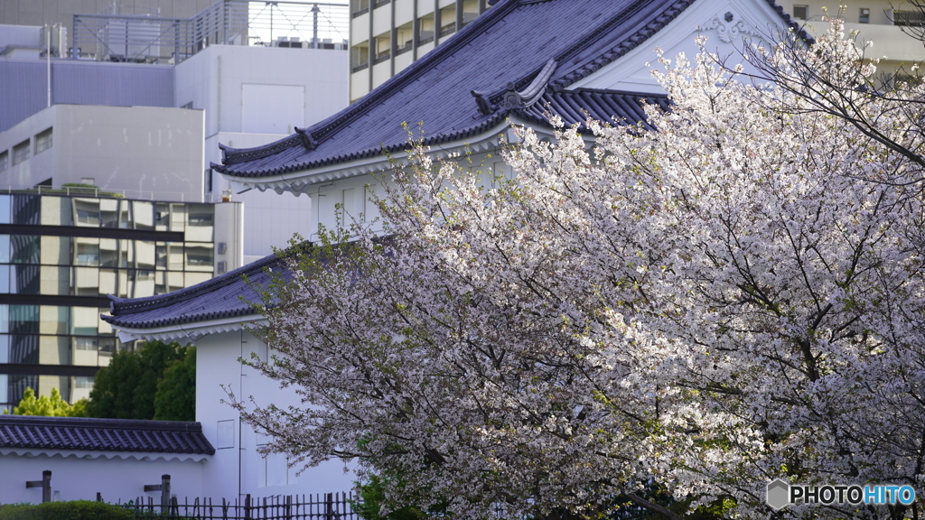 お花見してきた