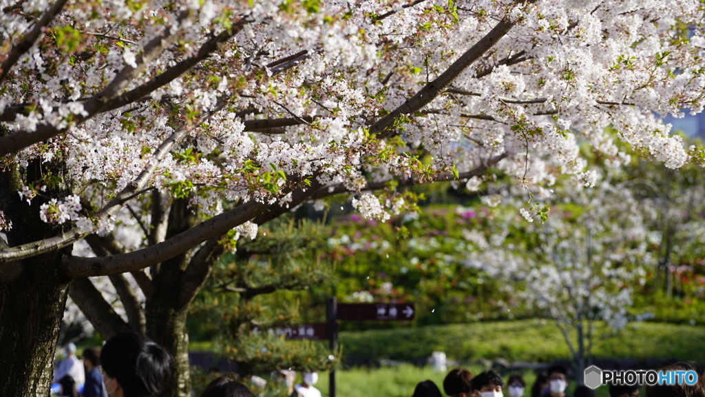 お花見してきた