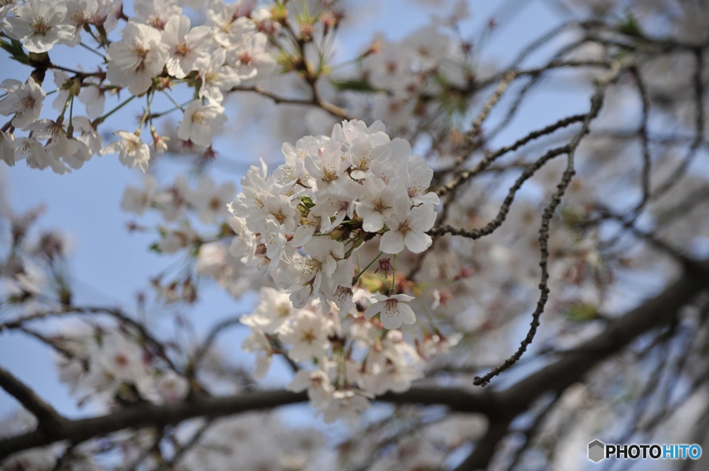 お花見行ってきた