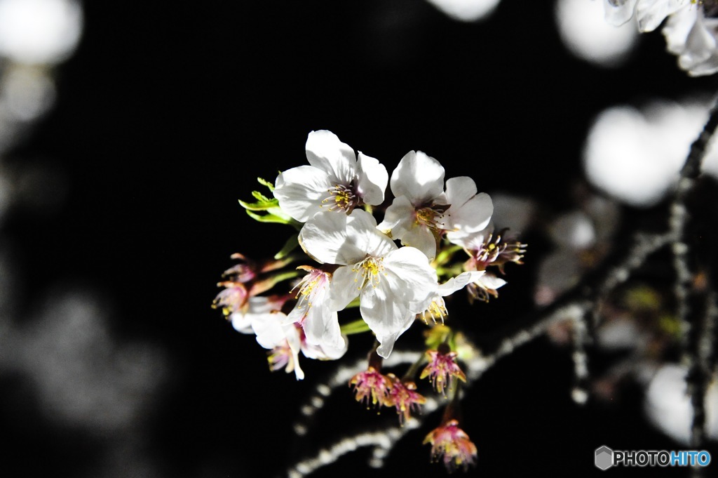 お花見行ってきた
