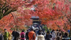 京都紅葉観光行ってきた