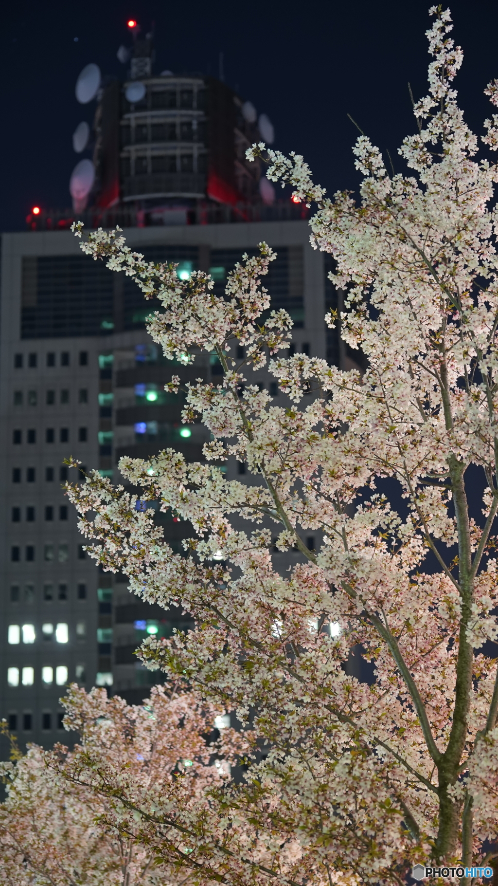 お花見してきた